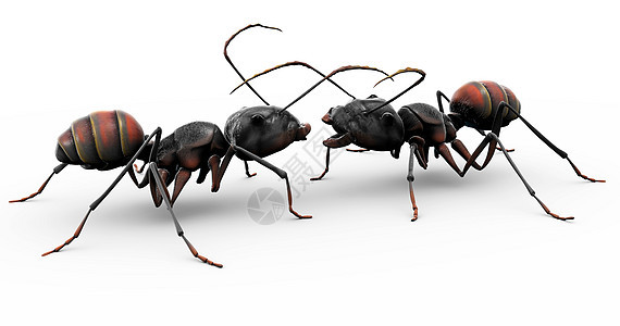 蚂蚁结交朋友图片