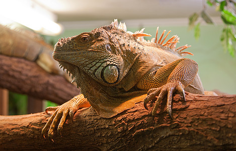 利兹扎尔德热带生物动物爬行动物动物园绿色鬣蜥爬虫蜥蜴人野生动物图片