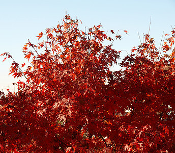 树叶植被红色公园树木叶子野生动物木头森林荒野花园图片