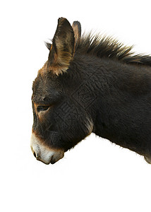 驴子草食性马类耳朵鼻子毛皮皮肤驴骡生活脊椎动物哺乳动物图片