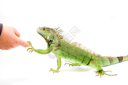 Iguana在握手图片