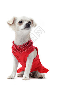 优雅的吉娃娃夹克裙子犬类工作室动物宠物珍珠红色矿工白色图片