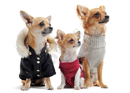 5个吉娃娃大衣动物裙子工作室犬类外套夹克白色团体棕色图片