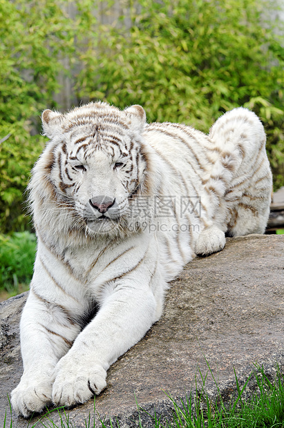 白老虎动物园动物荒野野生动物猫科捕食者哺乳动物动物学食肉公园图片