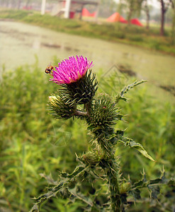 奶花植物昆虫红色花朵蜜蜂图片
