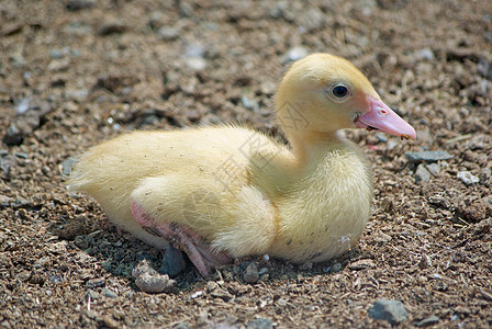 可爱的鸭子黄色动物婴儿照片小鸭子背景图片