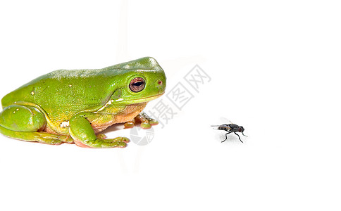 绿树青蛙和白底苍蝇图片