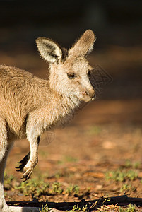 澳洲袋鼠图标哺乳动物小袋鼠照片野生动物毛皮动物图片