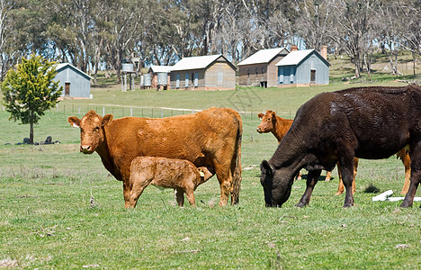 田里的奶牛母亲农场农业肉牛小牛农村国家牧场吮吸场地图片