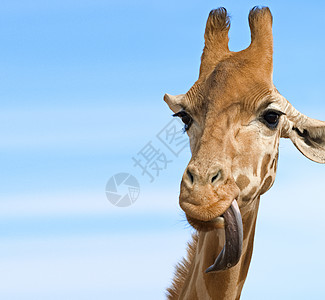 长颈鹿看起来很蠢高度舌头动物斑点眼睛图片