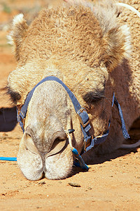 骆驼闷气照片自然sulk图片