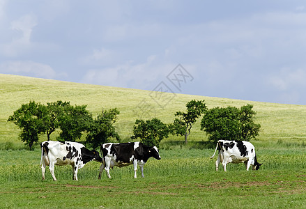 奶牛草地哺乳动物场地农场乡村国家农村家畜动物牧场图片