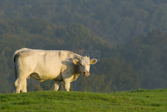 牛肉草地动物牧场农村乡村农场家畜哺乳动物农田图片