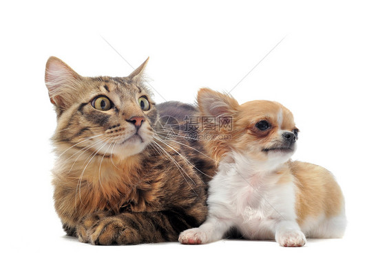 小狗吉娃娃和猫白色浣熊犬类朋友们工作室友谊棕色伴侣宠物动物图片