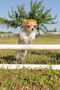 跳跃的吉娃娃动物宠物运动犬类棕色白色伴侣图片