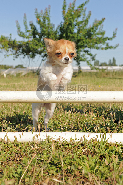 跳跃的吉娃娃动物宠物运动犬类棕色白色伴侣图片