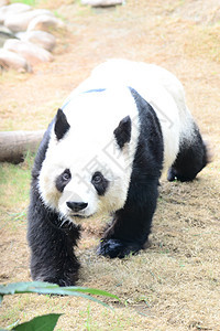 熊猫动物荒野动物园图片