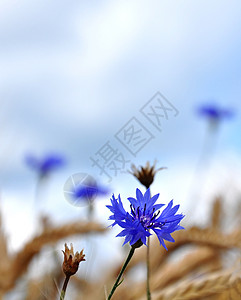 向心花Centaurea青柳菊科青色植物学植物场地背景图片