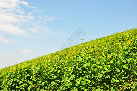 藤场栽培农业藤蔓植物葡萄绿色天空树叶图片