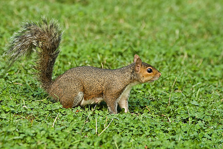 灰松鼠场地棕色食物荒野松鼠草地坚果动物尾巴生物图片