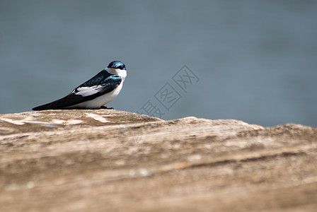 白翼燕子公园荒野野生动物动物群翅膀生物学蓝色动物环境生物图片