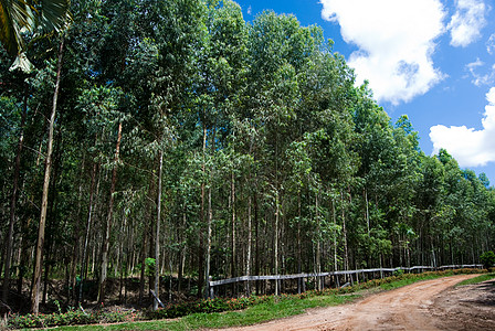 Eucalyptus 乌卡利普图斯生物质天空种植园林地热带木材小路农场蓝色木头图片