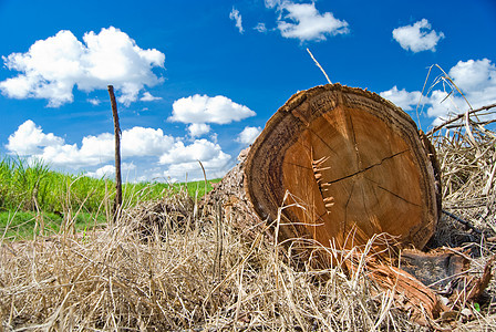 转轮气体木头生活生态植物资源日志天空树干同心图片