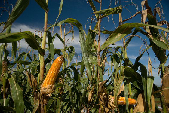 玉米作物植物群农田环境蓝色种子粮食食物谷物生物学农场图片