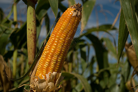 玉米作物食物水果种植园植物群农学家生物学树叶蔬菜蓝色粮食图片