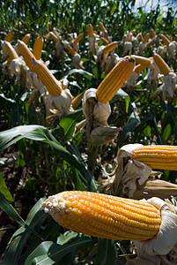 玉米作物植被谷物农场农田农学家环境粮食橙子食物植物群图片