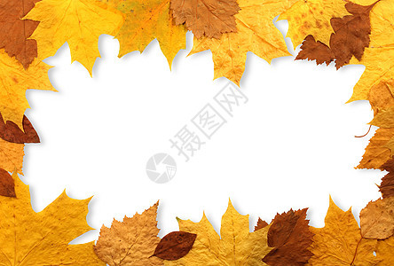秋季休假框架枫叶橙子红色边界颜色季节背景图片