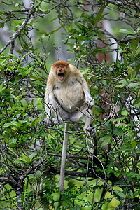 蛋白质猴子隐藏公园民族鼻子旅行跳跃树木异国丛林情调图片