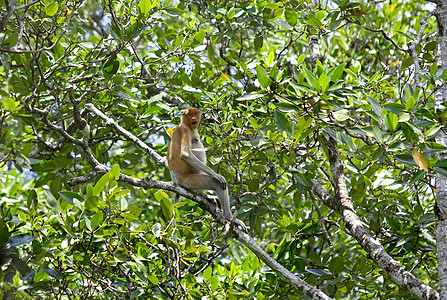 蛋白质猴子公园跳跃异国红树情调民族旅行鼻子隐藏丛林图片