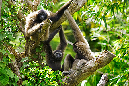 Gibbon 猴子公园国家情调异国旅行跳跃隐藏红树长臂猿丛林图片