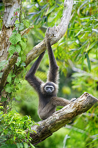 Gibbon 猴子情调旅行公园树木丛林红树国家长臂猿隐藏异国背景图片