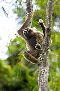 Gibbon 猴子旅行公园长臂猿异国红树树木国家丛林情调隐藏图片