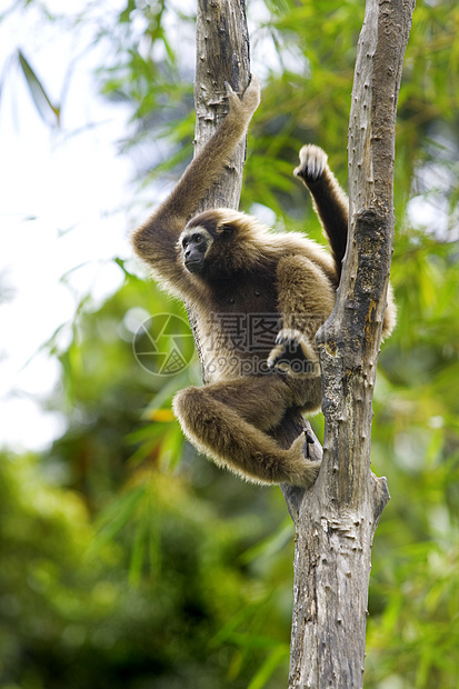 Gibbon 猴子旅行公园长臂猿异国红树树木国家丛林情调隐藏图片