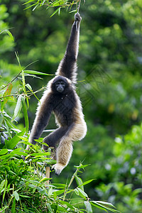 Gibbon 猴子长臂猿情调异国公园旅行红树丛林国家树木隐藏图片