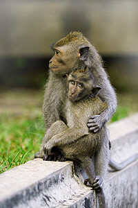 Macaque 猴子婴儿国家红树情调公园树木异国猕猴孩子旅行图片