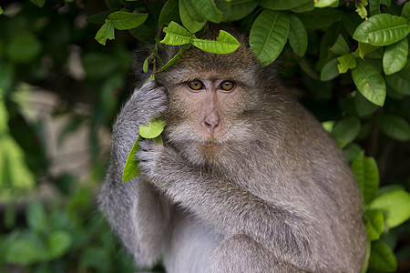 Macaque 猴子树木国家红树异国隐藏情调公园猕猴旅行丛林图片