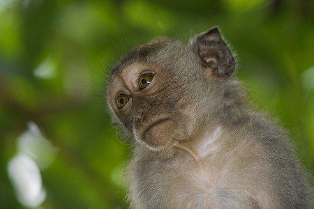 Macaque 猴子孩子婴儿红树异国情调公园丛林旅行猕猴国家图片