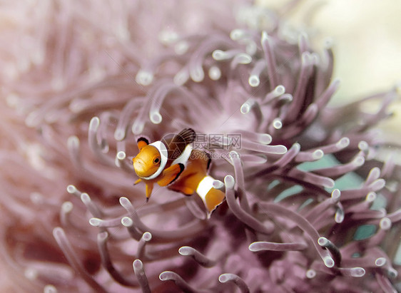 小丑阿尼米酮鱼珊瑚浮潜异国黄色潜水海洋动物生活旅行小丑图片