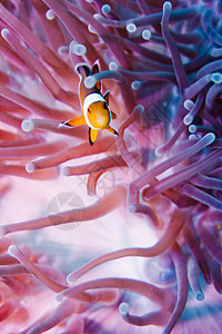 小丑阿尼米酮鱼浮潜珊瑚旅行动物潜水小丑生活粉色黄色海洋背景图片