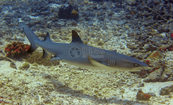 Whitetip珊瑚礁鲨鱼危险八龙呼吸管眼睛牙齿攻击海洋珊瑚游泳潜点图片