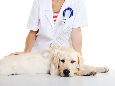 照顾狗的兽医学护士动物宠物医生关爱工作药品医院工人检查图片