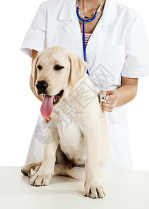 照顾狗的兽医学关爱工作女孩考试小狗犬类成人女性药品动物图片