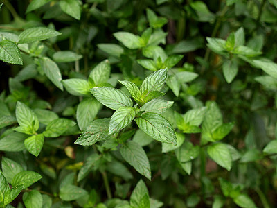 聚粉色叶子植被绿色植物绿色草本植物园植物胡椒树叶宏观图片