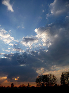 日落天空地平线分支机构剪影树木多云蓝色日出气氛图片