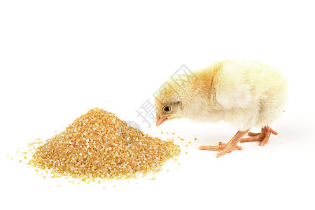 婴儿鸡鸡动物粮食白色农场食物小鸡黄色图片