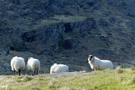 Dunloe山沟的牧羊家畜绿色农业农村草地山脉风景场地丘陵乡村图片